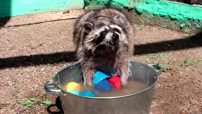 Енот Маша моет посуду :)