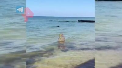 Кабан устроил заплыв в Балтийском море из-за жары