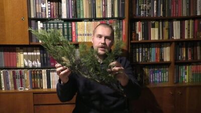 Можжевельник казацкий. Самый лёгкий способ размножения vj;;tdtkmybr rfpfwrbq. cfvsq k`urbq cgjcj, hfpvyj;tybz