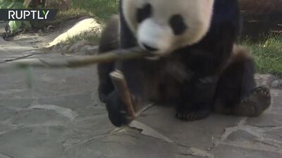 Панды онлайн_ Московский зоопарк начал трансляцию из вольера бамбуковых медведей