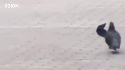 Путин и голубь как это было, полная версия