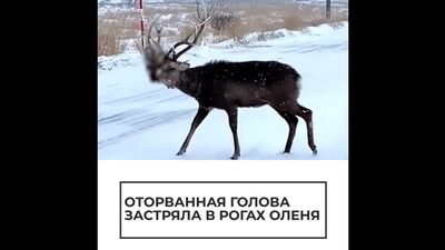 Оторванная голова застряла в рогах оленя