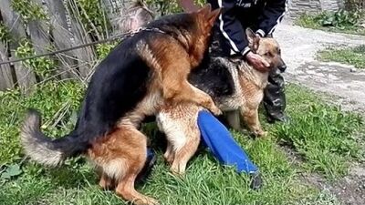 ВЯЗКА СОБАК. Немецкие Овчарки. Mating German shepherds. التزاوج الكلاب. कुत्ता संभोग। Одесса.