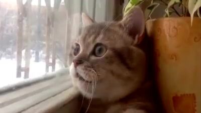 Прикольные коты и кошки. Видео подборка смешных кошек