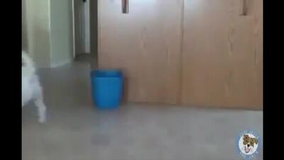 Best Ultimate Animal Fail Compilation 2015 - Funny Animals