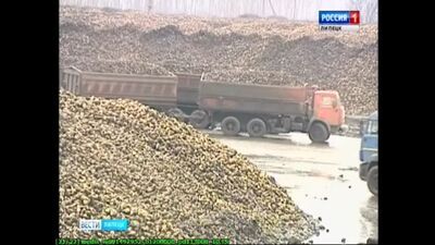 Добринский сахарный завод в Плавице рекордно убирает свеклу с полей