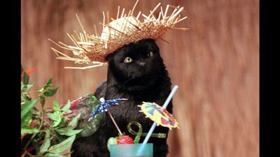 Лучшие шутки кота Салема из «Сабрины - маленькой ведьмы»