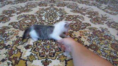 [А ну-ка Давай-ка] СМЕШНЫЕ ПРИКОЛЫ над КОТАМИ ! КОТ МАЛЫШ КОШЕЧКА МУРКА РАЗЫГРАНЫ !