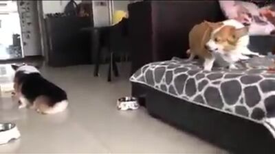 Жирные корги ругаются на китайском