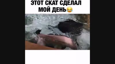 Скат сделал мой день