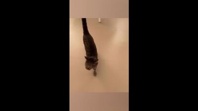 ПУШИСТЫЙ МОРДА