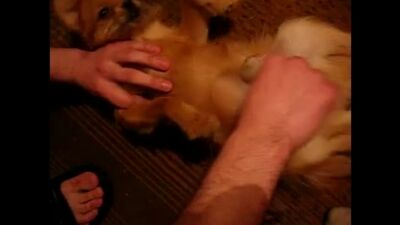 Таджик дрочит собаке