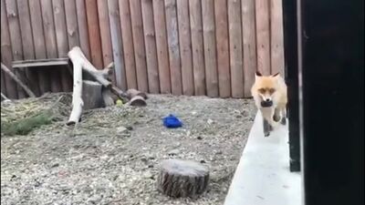 Лиса Майка получила презент от любимой хоккейной команды