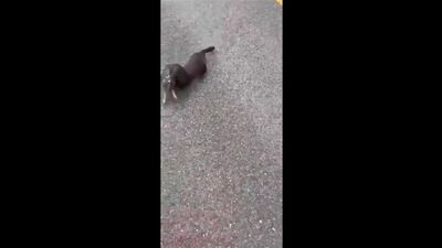 Здорово, мужик, есть заяц? На, мужик, зайца