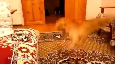 Cat Scared of Mario jump (Кот Марио)