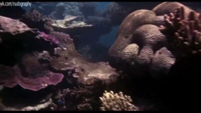 Голая Хелен Миррен (Helen Mirren) плавает в ластах и маске в фильме "Совершеннолетие" (Age of Consent, 1969, Майкл Пауэлл)