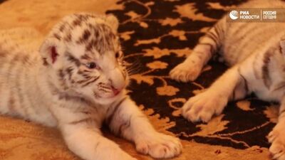 Собака пригрела брошенных тигрят