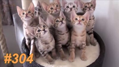 Приколы март 2017 №304