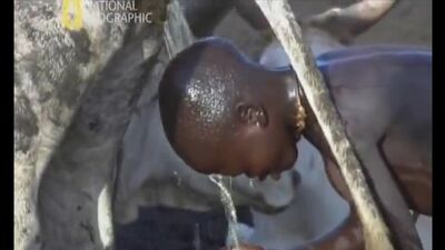 Негритенок возбуждает корову ради молока. Моется под писающей коровой. Писает. Африка. Описала парня. Документально. Мочится