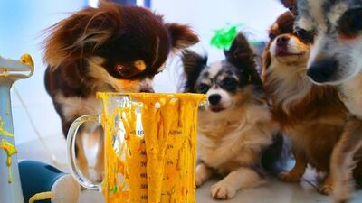 [Magic Pets] КОКТЕЙЛЬ ИЗ СЛАЙМОВ ДЛЯ ПИТОМЦЕВ! АНТИСТРЕССЫ ПРОТИВ БЛЕНДЕРА! ЧТО ЕСЛИ ЛИЗУНЫ ЗАСУНУТЬ В МИКСЕР?