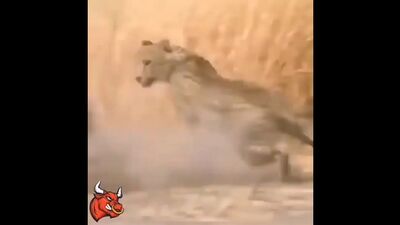 Бородавочник напал на леопарда