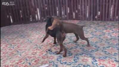 Собачьи бои китайская горная красная собака (лайчжоу) щенок vs питбуль