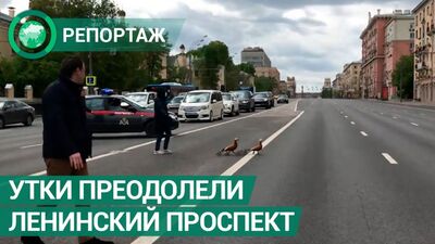 Ленинский проспект в столице перекрыли для безопасного прохода уток. ФАН-ТВ