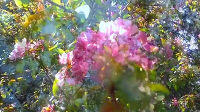 Мелодия весны. Цветение сада. Melody Spring. Blooming garden