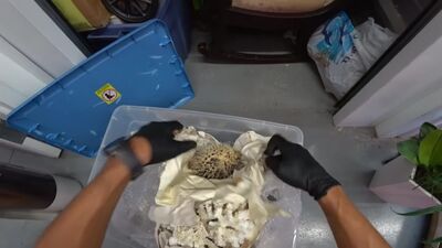 [АУКЦИОНЫ КОНТЕЙНЕРОВ В США] Неожиданные находки в заброшенном контейнере. Фаберже и Louis Vuitton. Коллекции.