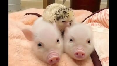 Три поросёнка :)