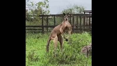 Арнольд Шварценеггер ты ли это 