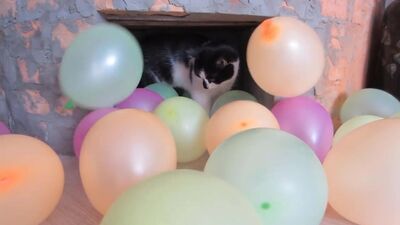 [А ну-ка Давай-ка] ПРАНКИ НАД КОТАМИ! КОТ МАЛЫШ И МУРКА РАЗЫГРАНЫ! КРОЛИК БАФФИ и СМЕШНОЙ ПРИКОЛ с ПУПСЕЙ! СМЕШНЫЕ КОТЫ