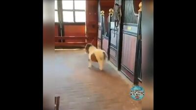 Какой красавчик, милашка 