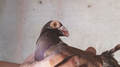 Как приручить «дракона»?