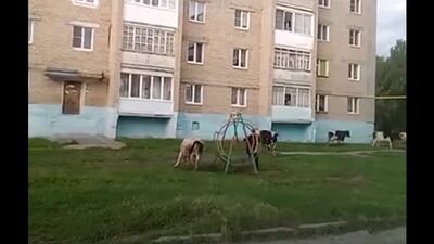 Video by Подслушано Ивдель News