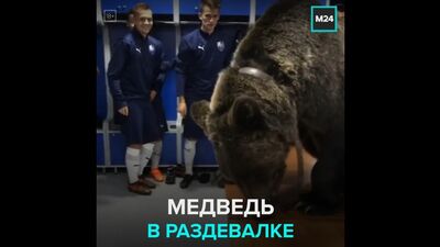 Медведь в раздевалке любительского ФК «Сахалинец» – Москва 24