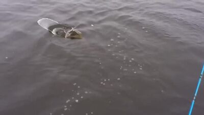 Жесткий облом на рыбалке) ;tcnrbq j,kjv yf hs,fkrt)