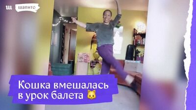 Кошка прервала урок балета 