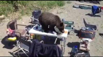 Медведь-наглец