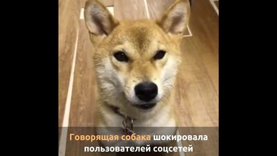 Говорящая собака