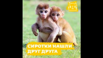 Две сиротки нашли друг друга