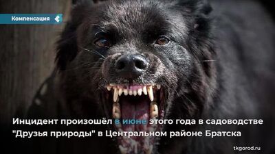 По решению суда в Братске владелец собаки, напавшей на школьницу на территории СНТ, обязан выплатить ее семье 100 тысяч рублей